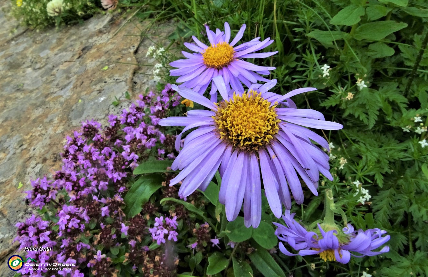 37 Fiori d'Astro (Aster).JPG